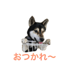 四国犬  こぼすけ（個別スタンプ：7）