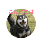 四国犬  こぼすけ（個別スタンプ：10）