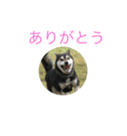 四国犬  こぼすけ（個別スタンプ：12）