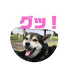 四国犬  こぼすけ（個別スタンプ：21）