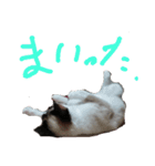 猫 シラタマちゃん6（個別スタンプ：5）