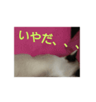猫 シラタマちゃん6（個別スタンプ：6）