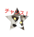 猫 シラタマちゃん6（個別スタンプ：14）