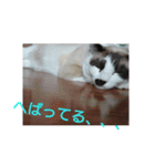 猫 シラタマちゃん6（個別スタンプ：15）