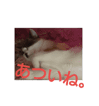 猫 シラタマちゃん6（個別スタンプ：16）
