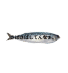 魚ギャグスタンプ（個別スタンプ：8）