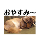 愛犬タイロン（個別スタンプ：2）