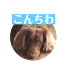 愛犬タイロン（個別スタンプ：3）