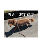 愛犬タイロン（個別スタンプ：4）