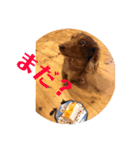 愛犬タイロン（個別スタンプ：6）