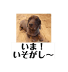 愛犬タイロン（個別スタンプ：8）