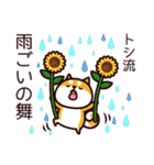 柴犬トシの夏（個別スタンプ：13）