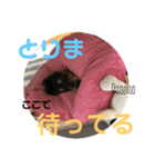 家族犬386（個別スタンプ：17）