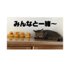 ねこねこにゃーにゃー（個別スタンプ：1）