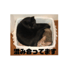 ねこねこにゃーにゃー（個別スタンプ：13）