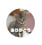 ねこねこにゃーにゃー（個別スタンプ：15）