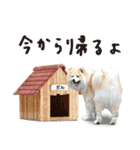 秋田犬どん兵衛くんvol.1（個別スタンプ：11）