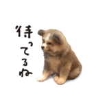 秋田犬どん兵衛くんvol.1（個別スタンプ：24）