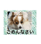 愛犬のご挨拶スタンプ（個別スタンプ：6）