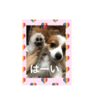 愛犬のご挨拶スタンプ（個別スタンプ：10）