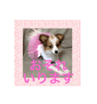 愛犬のご挨拶スタンプ（個別スタンプ：13）