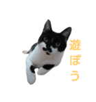 猫 の 小豆（個別スタンプ：7）