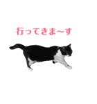 猫 の 小豆（個別スタンプ：15）