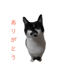 猫 の 小豆（個別スタンプ：22）