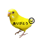 セキセイインコのねぎまとつくね（個別スタンプ：16）