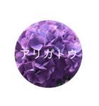 恋する紫陽花（個別スタンプ：2）