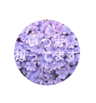 恋する紫陽花（個別スタンプ：6）