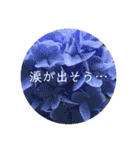 恋する紫陽花（個別スタンプ：13）