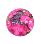 恋する紫陽花（個別スタンプ：14）