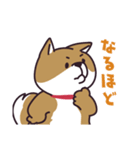 元気な柴犬（個別スタンプ：15）