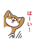 元気な柴犬（個別スタンプ：23）