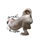 シーズー犬バニラちゃん（個別スタンプ：8）