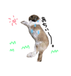 シーズー犬バニラちゃん（個別スタンプ：10）