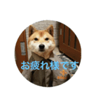 柴犬のくぅ（個別スタンプ：1）