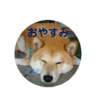 柴犬のくぅ（個別スタンプ：5）