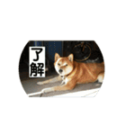 柴犬のくぅ（個別スタンプ：7）