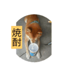 柴犬のくぅ（個別スタンプ：9）