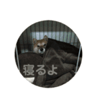 柴犬のくぅ（個別スタンプ：11）