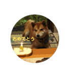 柴犬のくぅ（個別スタンプ：13）