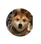 柴犬のくぅ（個別スタンプ：14）