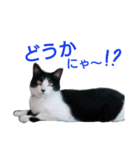 はちわれ猫 しろくろねこ セブン 2（個別スタンプ：31）