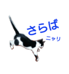 はちわれ猫 しろくろねこ セブン 2（個別スタンプ：39）