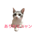 猫のロイくん（個別スタンプ：1）