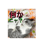 猫のロイくん（個別スタンプ：7）