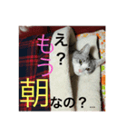 猫のロイくん（個別スタンプ：10）