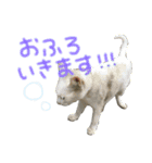 秀吉＆茶々〜柴犬と白猫〜（個別スタンプ：11）